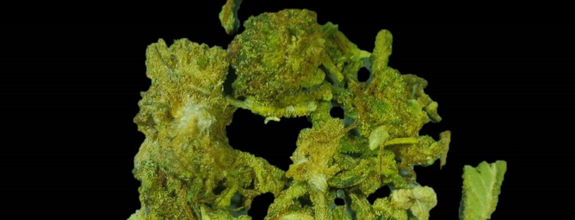 Dieses Bild zeigt Cannabis.